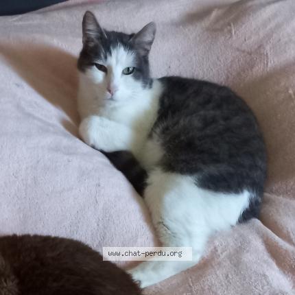 Photo de chat perdu à Olivet