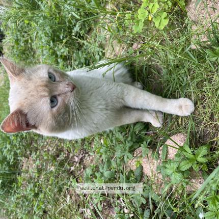 Photo de chat trouvé à Montgeron
