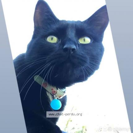 Photo de chat perdu à Poitiers
