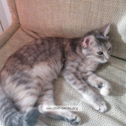 Photo de chat perdu à Tours