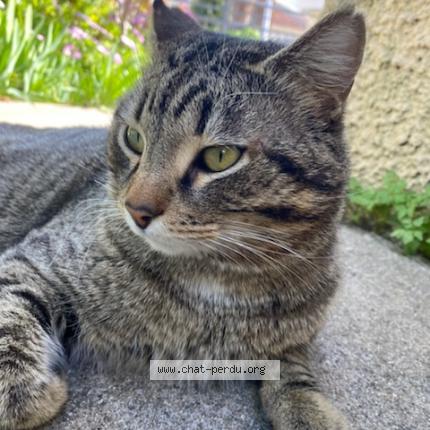 Photo de chat perdu à Montpellier