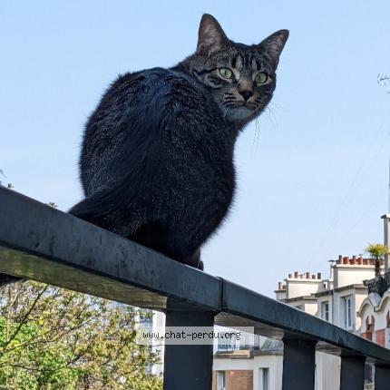 Photo 1/1 Chat retrouvé Perdu à Paris
