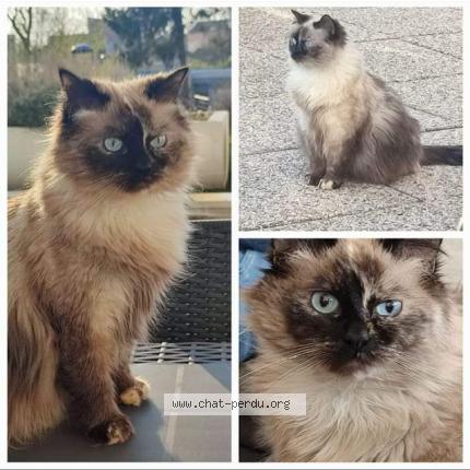 Photo de chat perdu à Villeneuve D Ascq