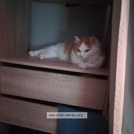 Photo de chat perdu à Calais