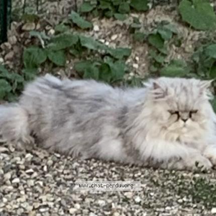 Photo de chat perdu à Drusenheim