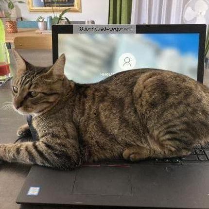 Photo de chat perdu à Sablons