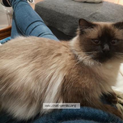 Photo de chat perdu à Lille