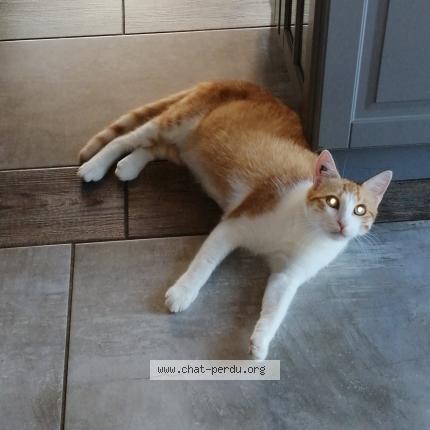 Photo 1/1 Chat retrouvé Perdu à Doue la fontaine