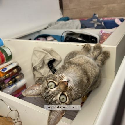 Photo de chat perdu à Henin Beaumont