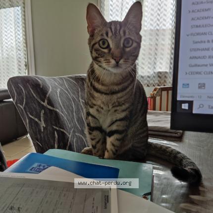 Photo de chat perdu à Pierres