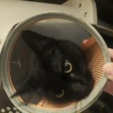 Photo de chat trouvé à Chambourcy