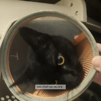 Photo 1/1 Chat retrouvé Trouvé à Chambourcy