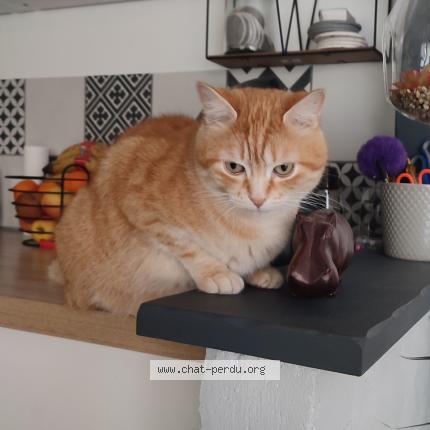 Photo 1/1 Chat retrouvé Perdu à Maurepas
