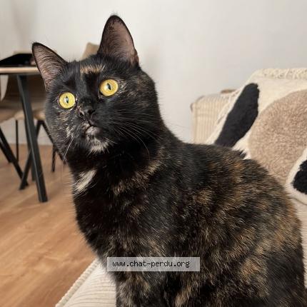 Photo de chat perdu à Romagnat