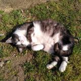 Photo de chat perdu à Cerans Foulletourte