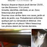 Photo de chat perdu à Loncin