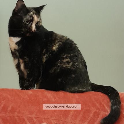 Photo de chat perdu à Pontoise