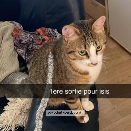 Photo de chat perdu à Saint Mande Sur Bredoire