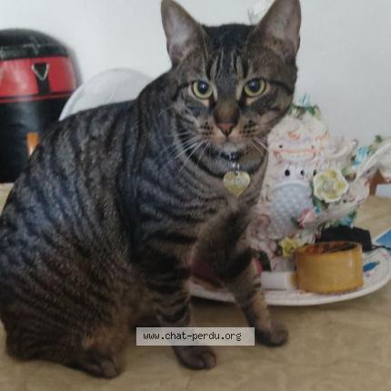 Photo de chat perdu à Vaulx En Velin