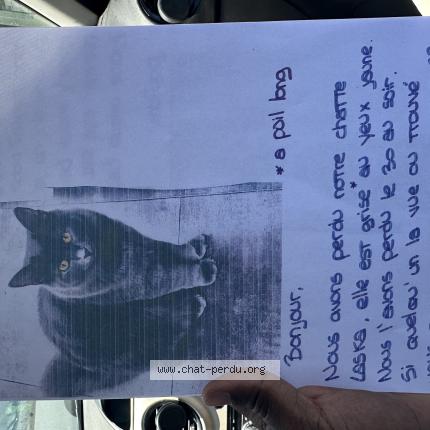 Photo 1/1 Chat retrouvé Perdu à Mantes la jolie