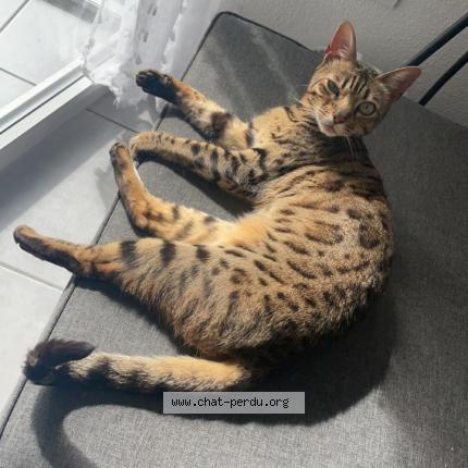 Photo de chat perdu à Montpellier