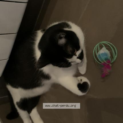 Photo de chat perdu à Pechbonnieu