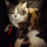 Photo de chat trouvé à Saint Josse