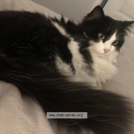 Photo de chat perdu à Crouzilles