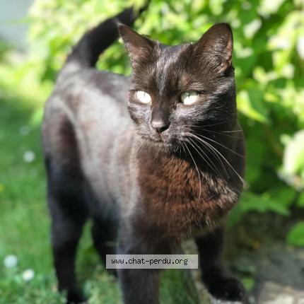 Photo de chat perdu à Rouen