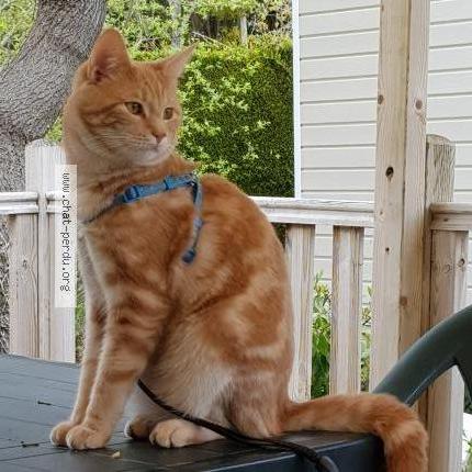 Photo de chat perdu à Saint Benoit Des Ondes