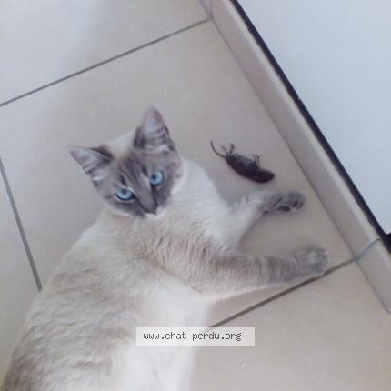 Photo 1/1 Chat retrouvé Perdu à Locmine