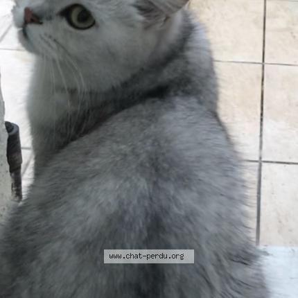 Photo 1/1 Mila Chat perdu à Lognes