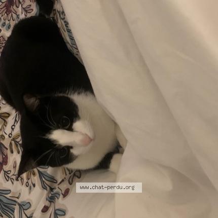 Photo de chat perdu à Saint Jean