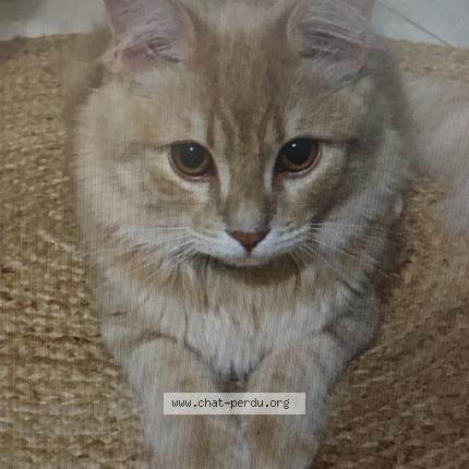 Photo 1/1 Chat retrouvé Perdu à Boissise Le Roi