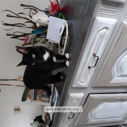 Photo 1/1 Chat retrouvé Perdu à Dunkerque