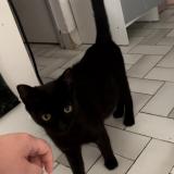 Photo de chat perdu à Montpellier