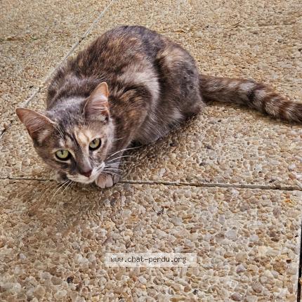 Photo de chat trouvé à Aytre