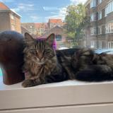 Photo de chat perdu à Saint Gilles