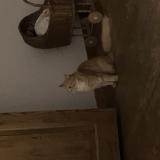 Photo de chat perdu à Pepinster