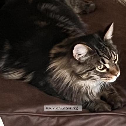 Photo de chat perdu à Amiens