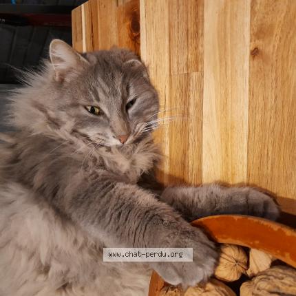 Photo de chat perdu à Aussonne