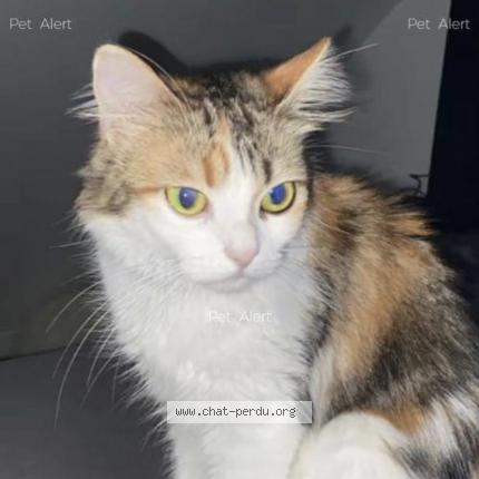 Photo de chat perdu à Villers Bocage