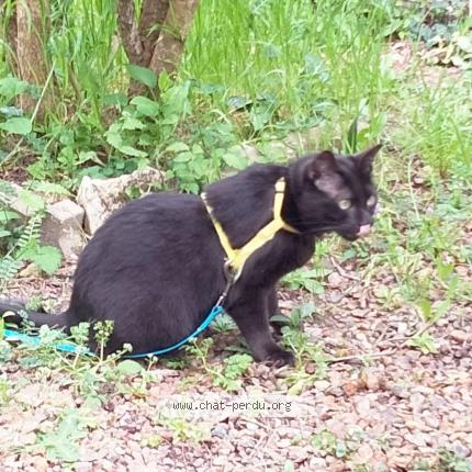 Photo de chat perdu à Amboise