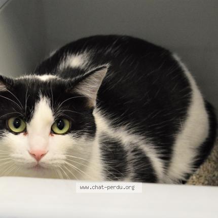 Photo 1/1 melrose Chat perdu à Brest