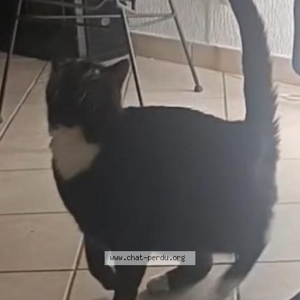 Photo de chat perdu à Faremoutiers