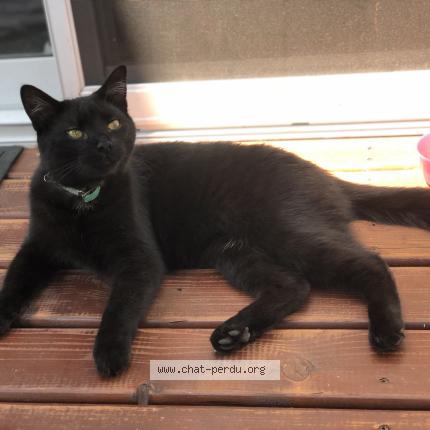 Photo 1/1 Chat retrouvé Trouvé à Longueuil