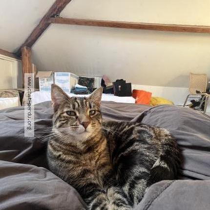 Photo 1/1 Chat retrouvé Perdu à Le chesnay