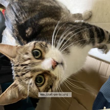 Photo de chat trouvé à Paris