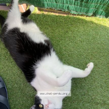 Photo de chat perdu à Mundolsheim