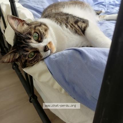Photo de chat perdu à Perpignan